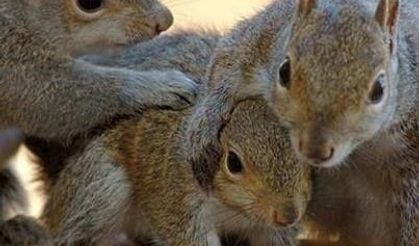 They decided to cull hundreds of squirrels!