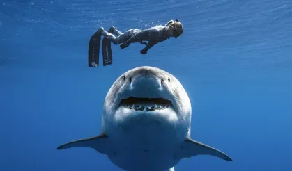 Shark mauled a woman surfing in the sea in front of her husband!
