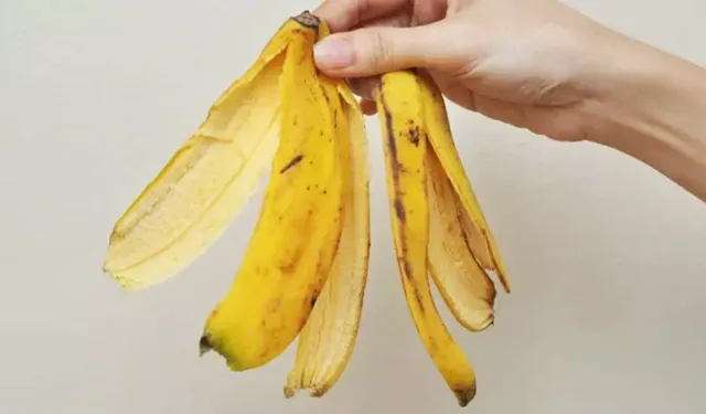 Those who throw banana peels in the garbage regret it! Miracle full of vitamins