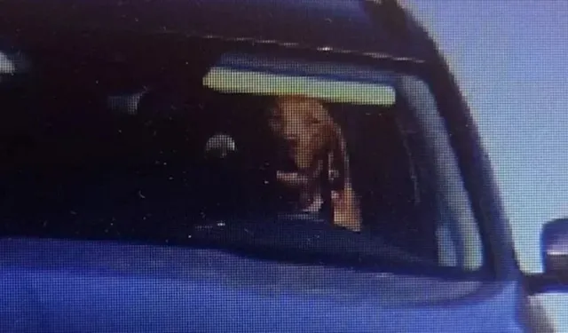 Dog at the wheel caught on speed camera
