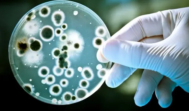 Cases of flesh-eating bacteria reached a record high at the end of 2023!