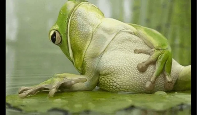 Do female frogs play dead "to get rid of the males"?