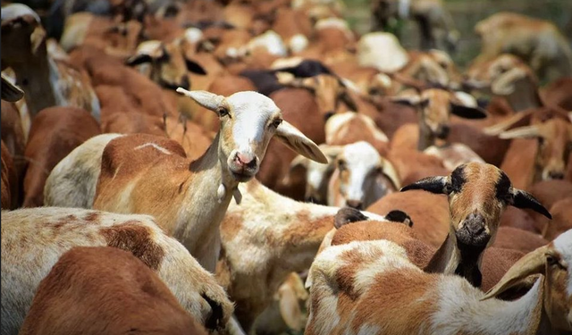 Wild goats outnumber the population 6 to 1 on Sicily island