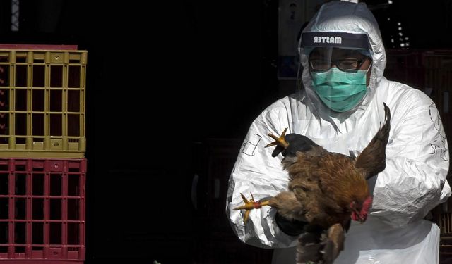 WHO announced the risk level of bird flu!