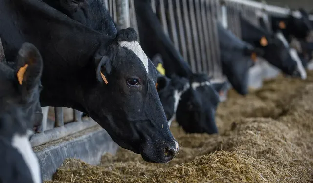 Climate Crisis: Denmark to supply additive that reduces methane emissions from cows!