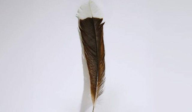 More valuable than gold: Feather sold for 5,169 dollars per gram