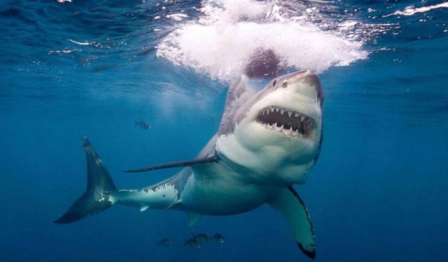 US ranks first in shark attack cases