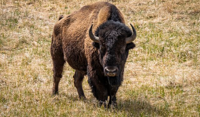 Drunk man kicks bison, injured and arrested