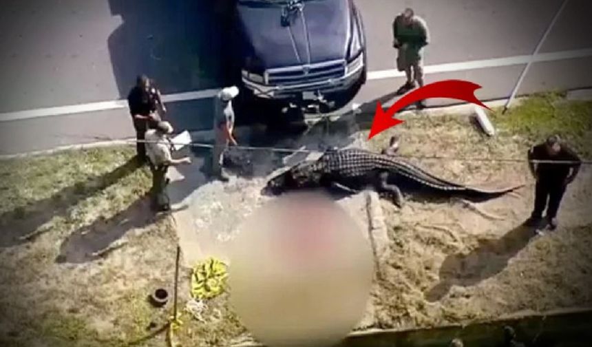 He went down the street with the body in his mouth: Crocodile horror!