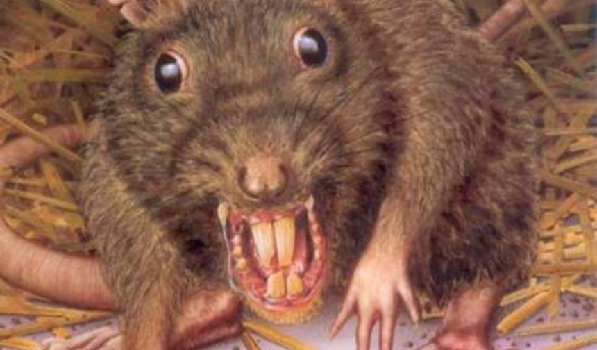 Legal rights for rats: Jail time for unprovoked killing!
