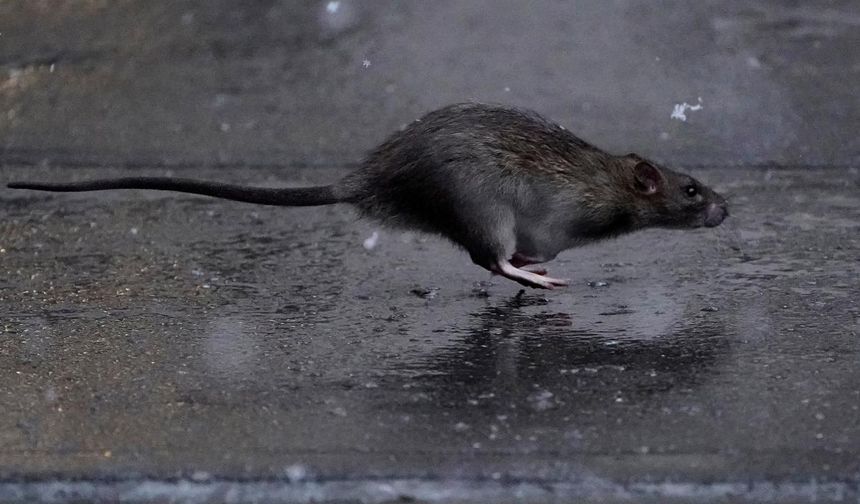 The US is in danger! It jumps from mice to humans and infects the brain!
