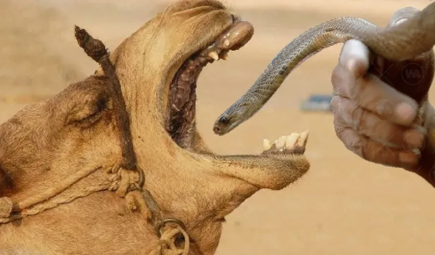 What is the reason for making camels swallow poisonous snakes?