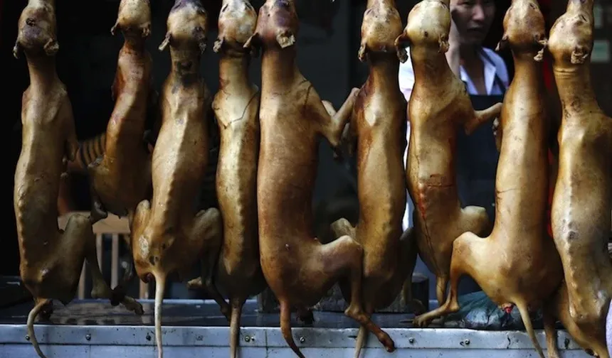 'Ban dog meat' demand stirs up the country!