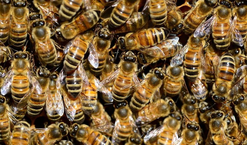 'I saw a monster' he said, more than 60 thousand bees came out of his room