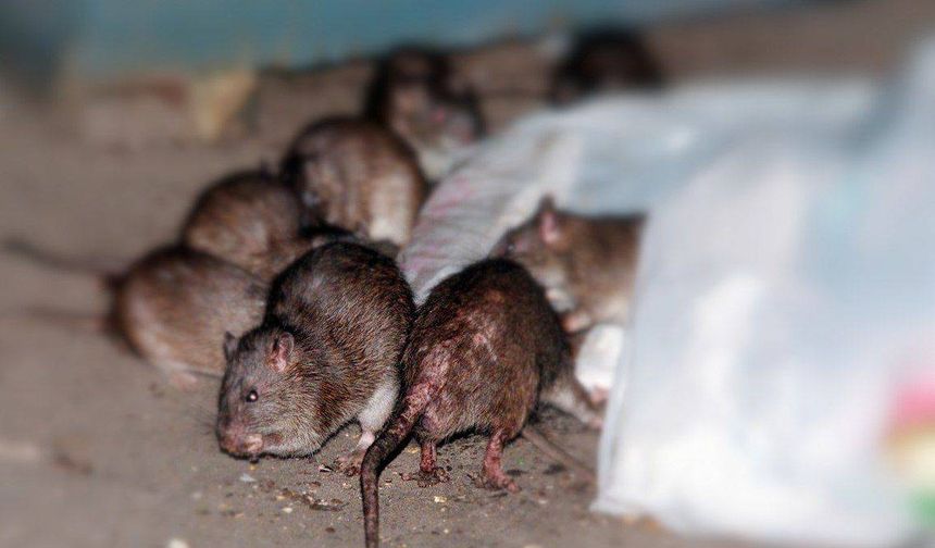 Rat crisis in Japan
