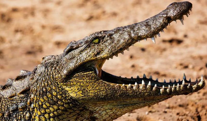 Child thrown into the river by his parents, killed by crocodiles!