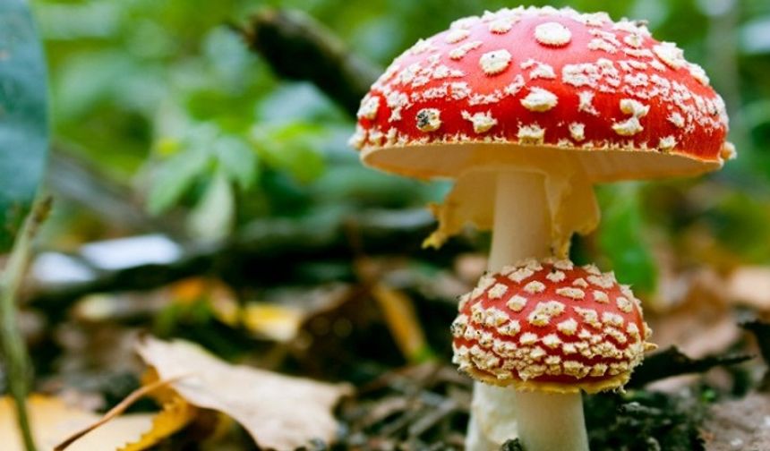Experts warn: The risk of deadly "fungal epidemics" is increasing!