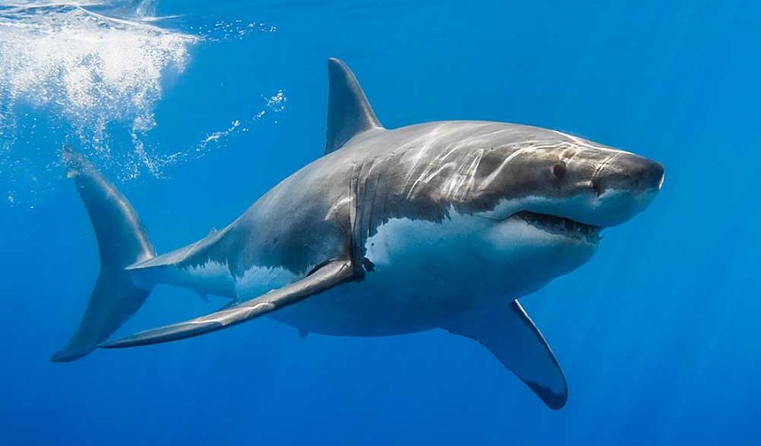 Sharks tested for cocaine: Positive!