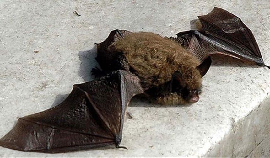 Bat decline increases infant mortality