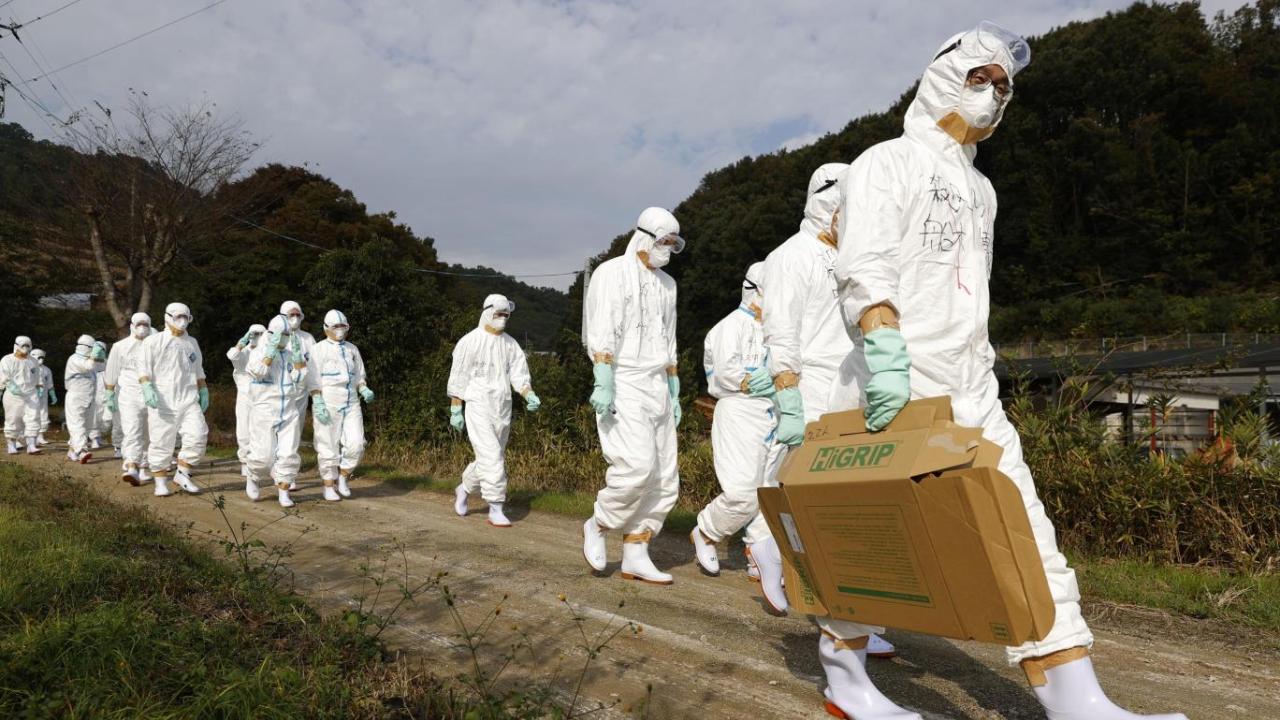 It was announced that 40 thousand poultry will be culled as a precautionary measure after the highly contagious H5 mutation of avian influenza was detected in a farm in Japan.